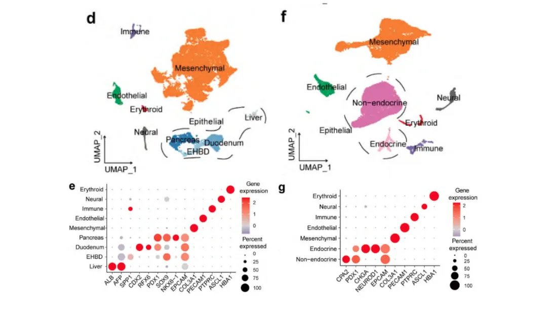 你想要的胰腺marker基因都在这里了