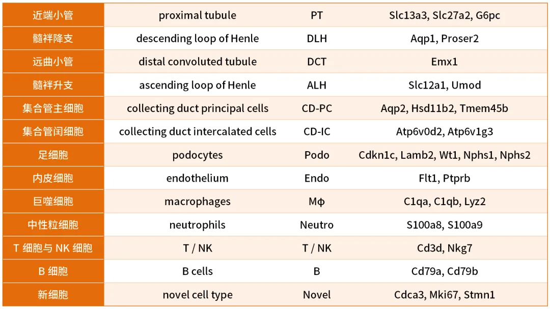 你想要的小鼠肾脏marker基因都在这里了